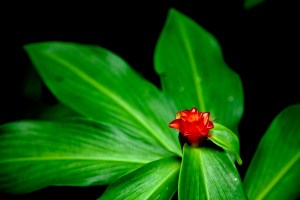 Ginger Plant 